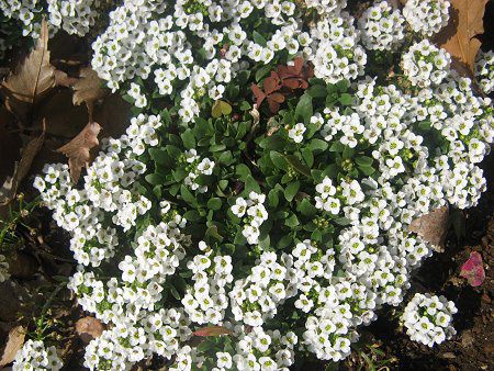 �X�C�[�g�A���b�T��(Sweet Alyssum)