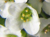 �A���b�T���iAlyssum�j
