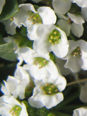 �X�C�[�g�A���b�T��(Sweet Alyssum)