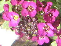 �A���b�T��(Sweet Alyssum)