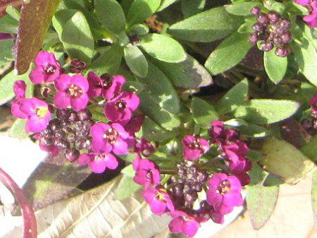 �A���b�T��(Sweet Alyssum)