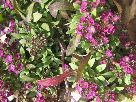 �A���b�T��(Sweet Alyssum)