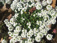 �X�C�[�g�A���b�T��(Sweet Alyssum)