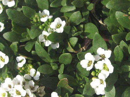 �X�C�[�g�A���b�T��(Sweet Alyssum)