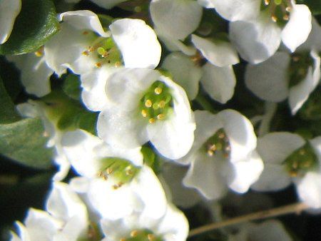 �X�C�[�g�A���b�T��(Sweet Alyssum)