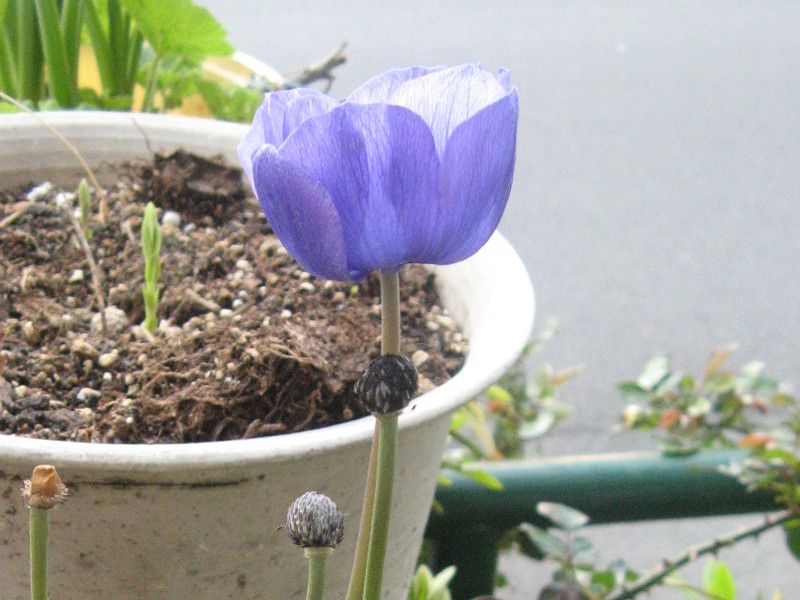 �A�l���l(Anemone)