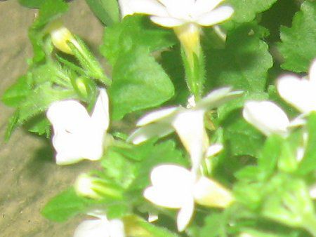 �o�R�p(Bacopa)