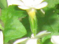 �o�R�p(Bacopa)
