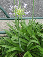�A�K�p���T�X(Agapanthus)