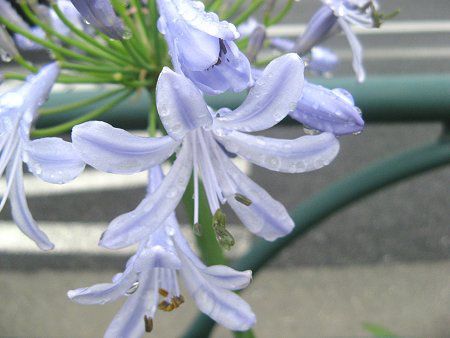 �A�K�p���T�X(Agapanthus)