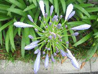 �A�K�p���T�X(Agapanthus)