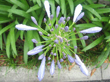 �A�K�p���T�X(Agapanthus)