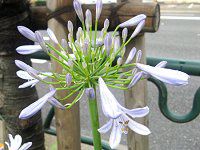 �A�K�p���T�X(Agapanthus)