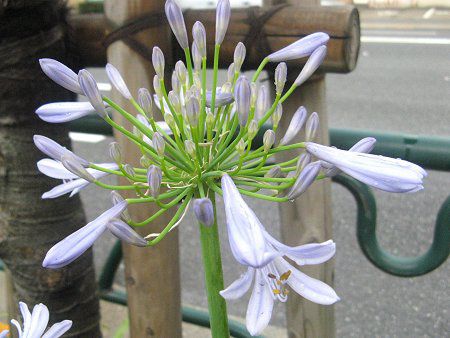 �A�K�p���T�X(Agapanthus)