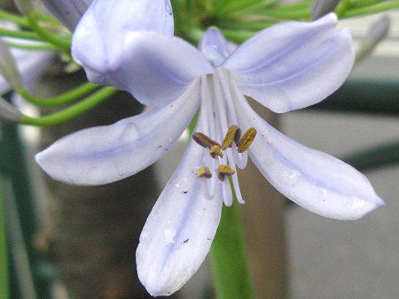 �A�K�p���T�X(Agapanthus)