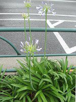 �A�K�p���T�X(Agapanthus)