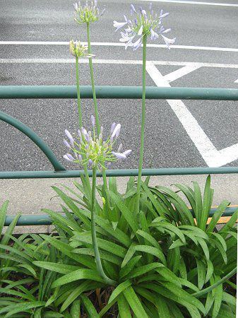 �A�K�p���T�X(Agapanthus)