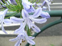 �A�K�p���T�X(Agapanthus)