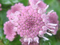 �A�Q���^���iAgeratum�j