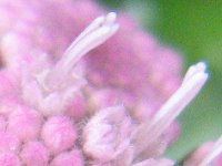 �A�Q���^��(Ageratum)