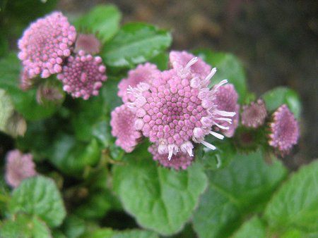 �A�Q���^��(Ageratum)�̔�