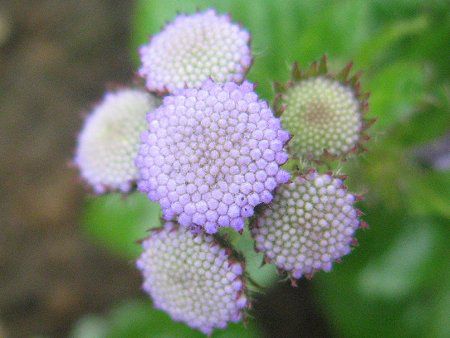 �A�Q���^��(Ageratum)�̔�