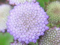�A�Q���^��(Ageratum)