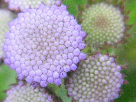 �A�Q���^��(Ageratum)�̔�