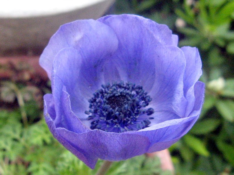 �A�l���l(Anemone)