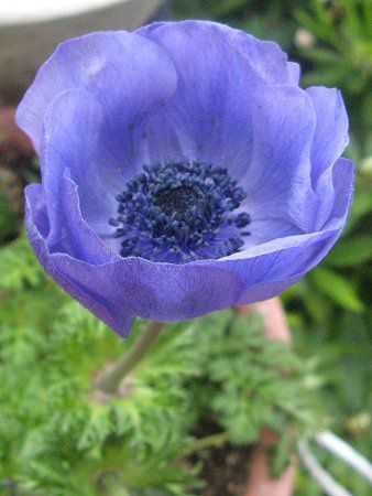 �A�l���l(Anemone)