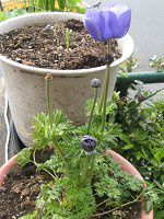 �A�l���l(Anemone)