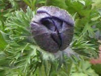 �A�l���l(Anemone)