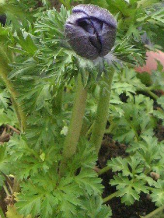 �A�l���l(Anemone)