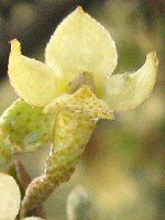 �i�c�O�~ (�����)