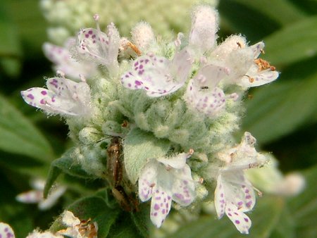 �}�E���e���~���g(mountain mint)