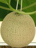 �}�X�N�������iMusk melon�j