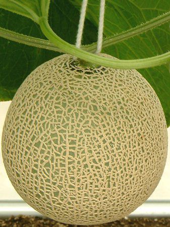�}�X�N�������iMusk melon�j