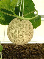 �}�X�N������(Musk melon)