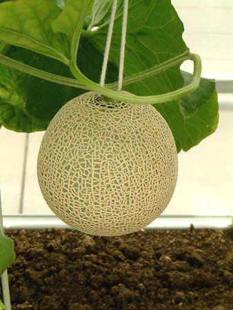 �}�X�N������(Musk melon)