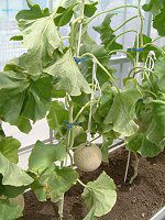�}�X�N������(Musk melon)