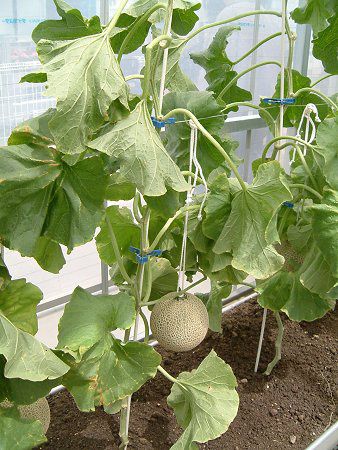 �}�X�N������(Musk melon)