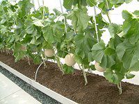 �}�X�N������(Musk melon)