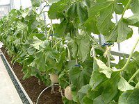 �}�X�N������(Musk melon)