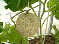 �}�X�N������(Musk melon)