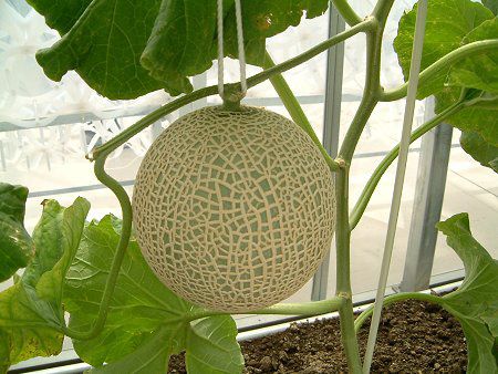 �}�X�N������(Musk melon)