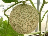 �}�X�N������(Musk melon)