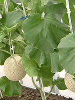 �}�X�N������(Musk melon)