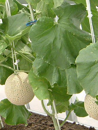 �}�X�N������(Musk melon)