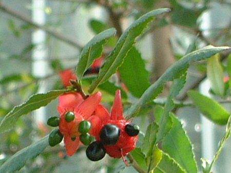 �~�b�L�[�}�E�X�m�L(Mickymouse Tree) 
