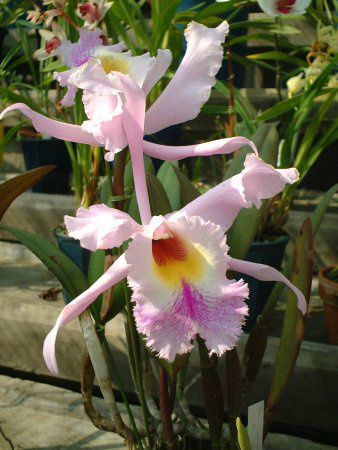 �J�g���A(Cattleya)